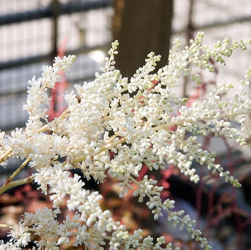 Astilbe, Bridal Veil Astilbe - Image 3