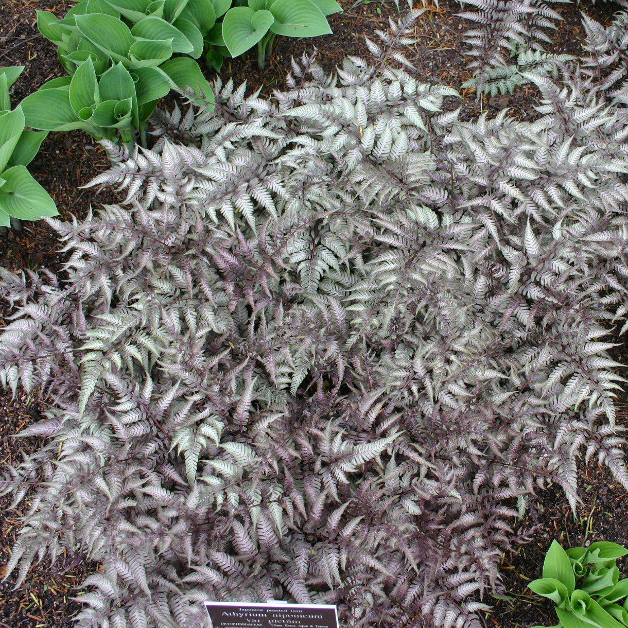 Fern, Japanese Painted Fern - Image 4
