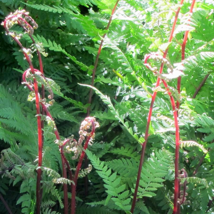 Fern, Lady in Red Fern, Northern Lady Fern - Image 3