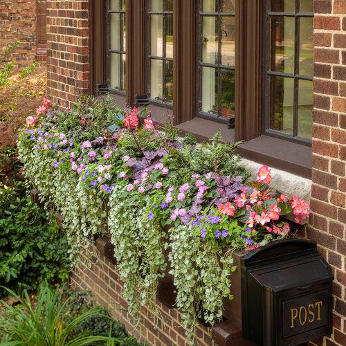 Fern, PW® Crested Japanese Painted Fern - Image 5