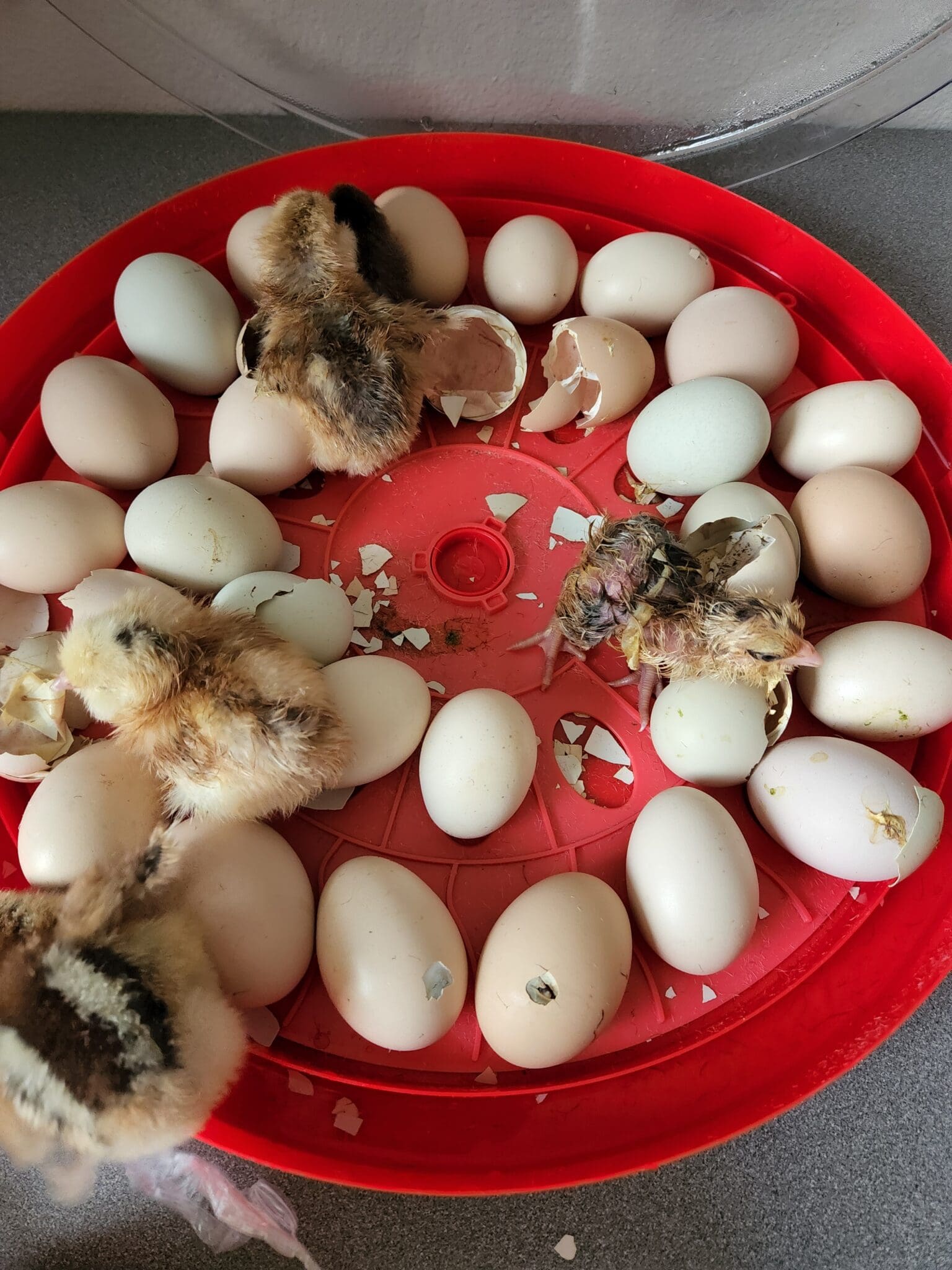 Auto-Turn Egg Incubator, 16"x16"x3.5" - Image 2