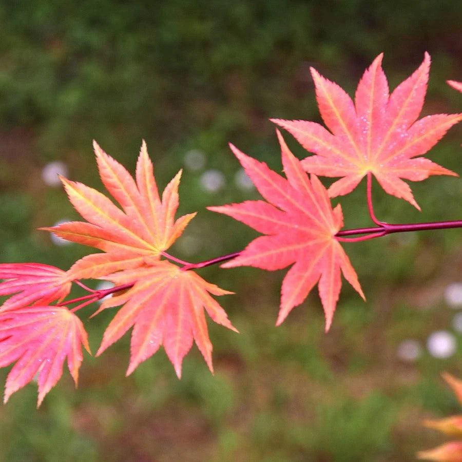 Maple, Autumn Moon Japanese Maple - Image 3