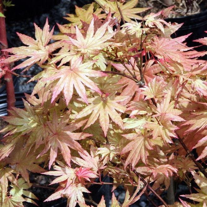 Maple, Autumn Moon Japanese Maple - Image 4