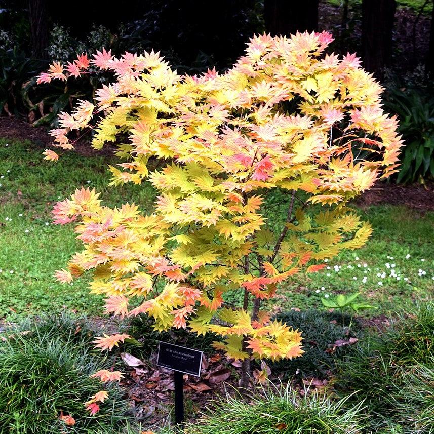 Maple, Autumn Moon Japanese Maple - Image 5