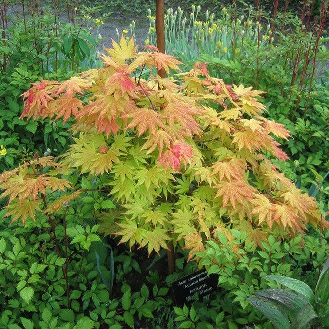 Maple, Autumn Moon Japanese Maple - Image 6