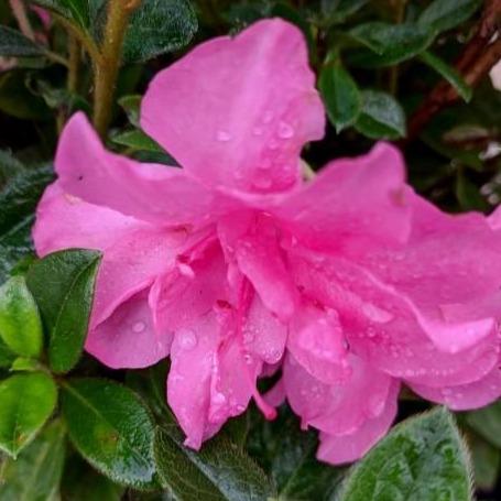 Azalea, Encore Autumn Carnation Azalea - Image 3