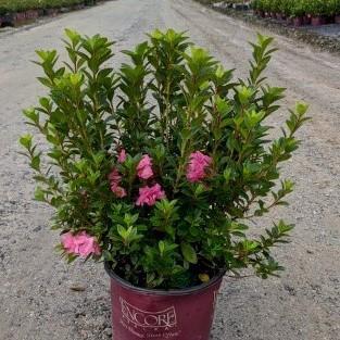 Azalea, Encore Autumn Carnation Azalea - Image 4