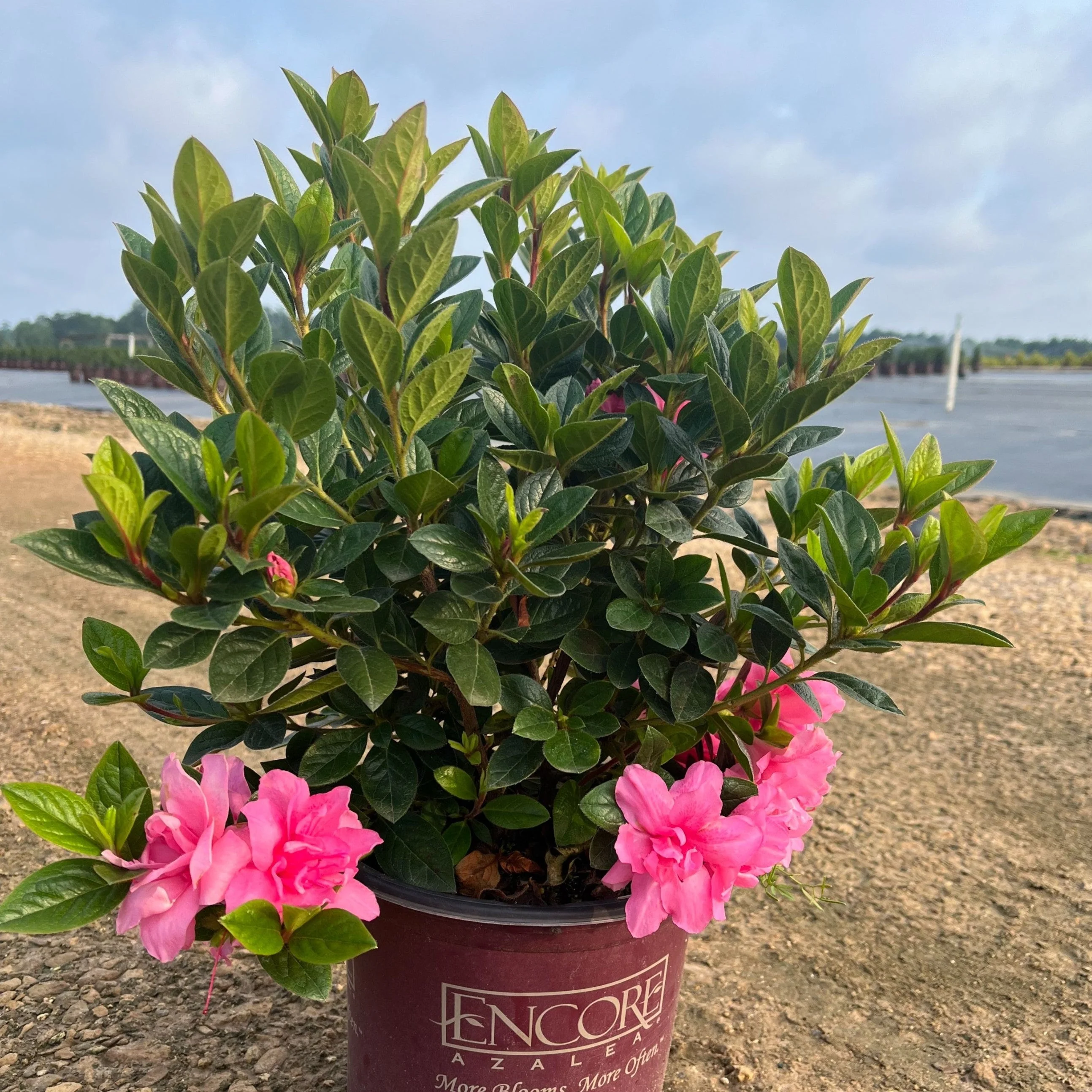 Azalea, Encore Autumn Carnation Azalea - Image 7