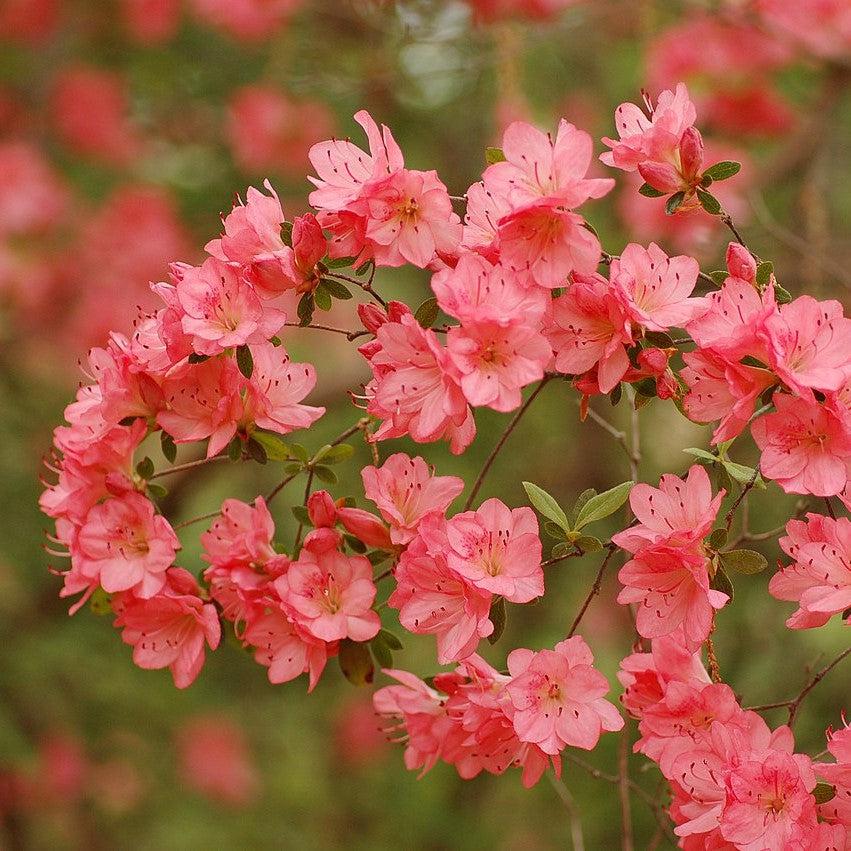 Azalea, Blaauw's Pink Azalea - Image 5