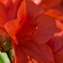 Azalea, Encore Autumn Bravo Azalea