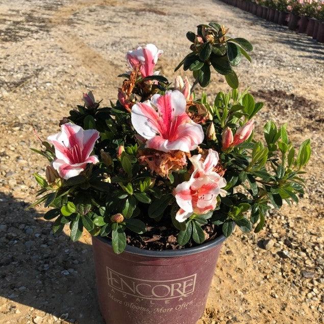 Azalea, Encore Autumn Starburst Azalea - Image 2