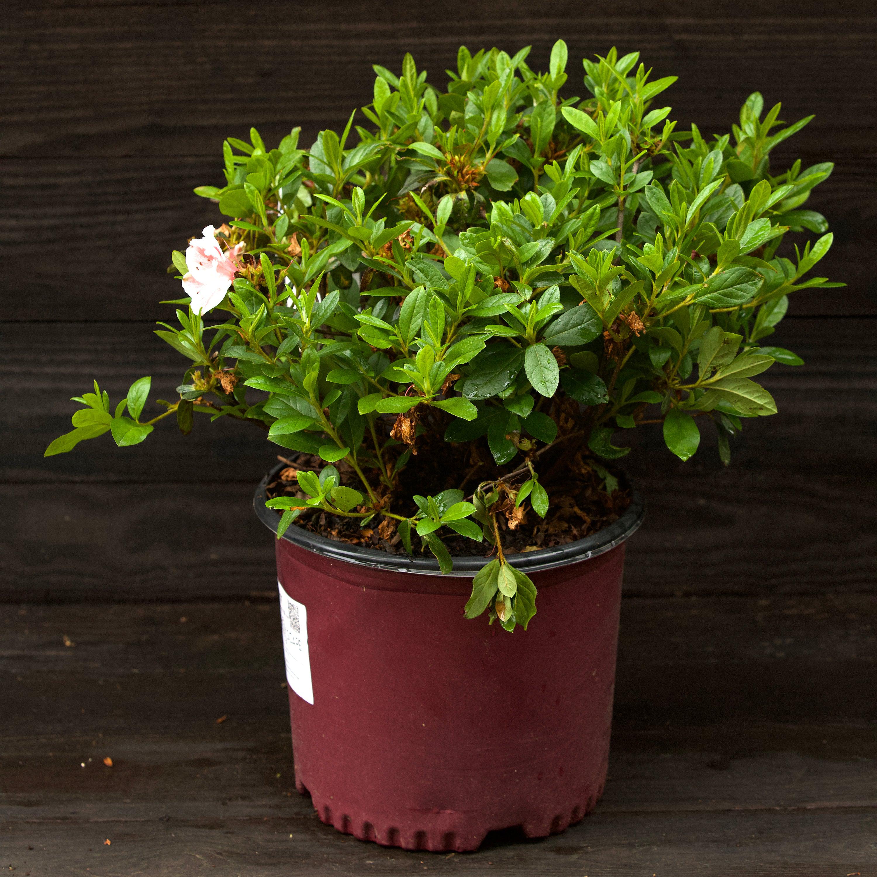 Azalea, Encore Autumn Starburst Azalea - Image 3