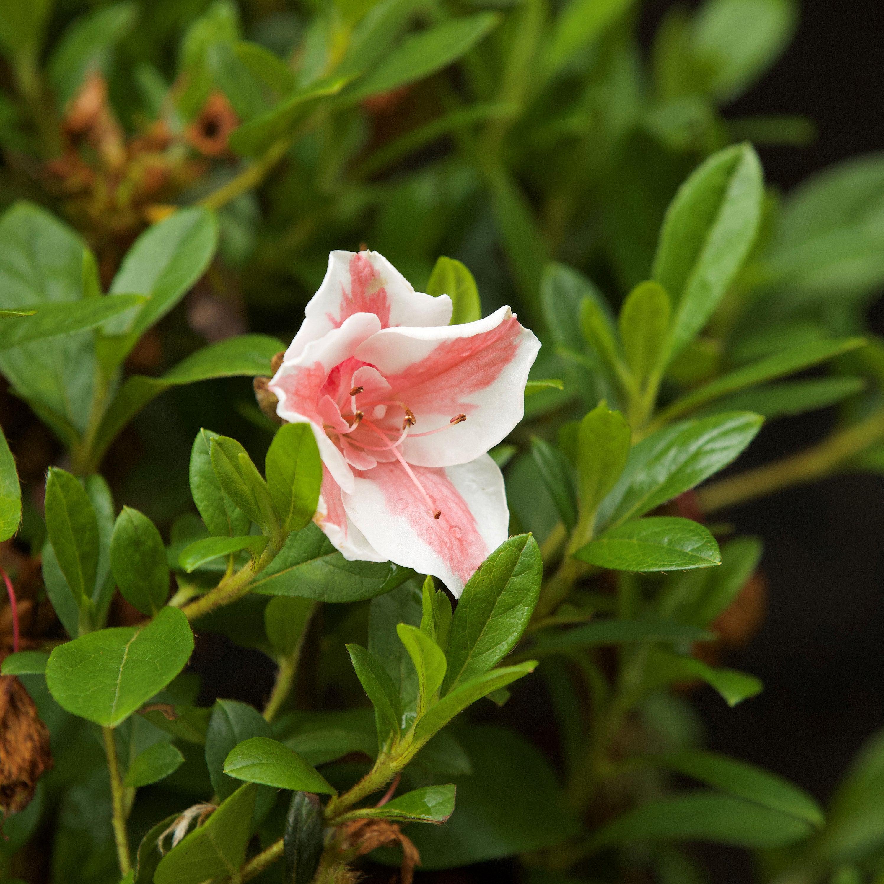 Azalea, Encore Autumn Starburst Azalea - Image 7