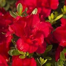 Azalea, Encore Autumn Bonfire Azalea - Image 2