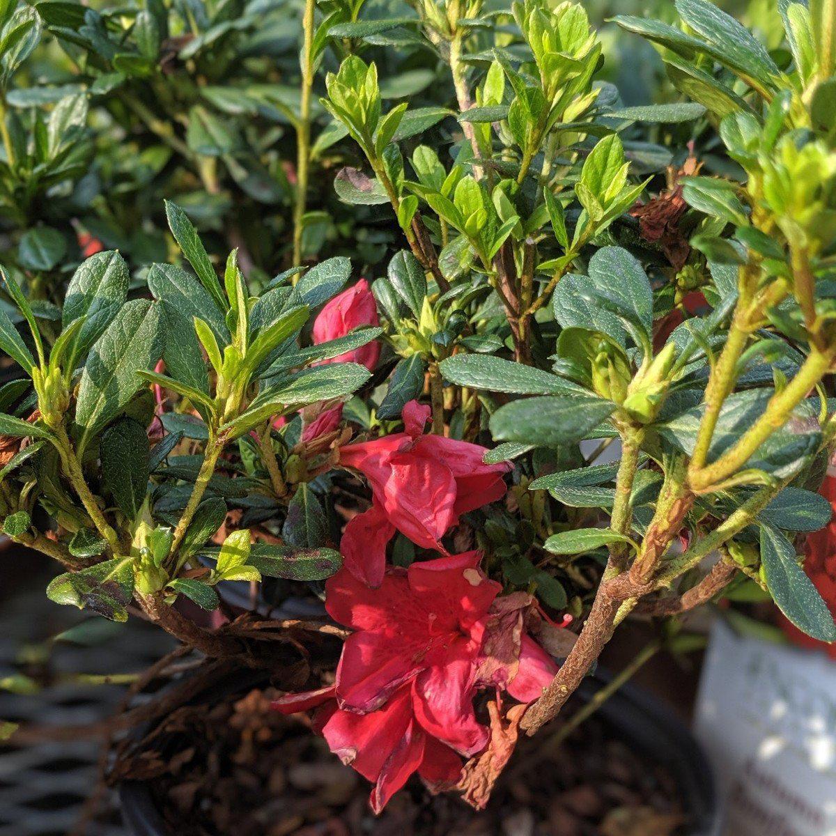 Azalea, Encore Autumn Bonfire Azalea - Image 3