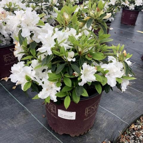 Azalea, Encore Autumn Lily Azalea - Image 4