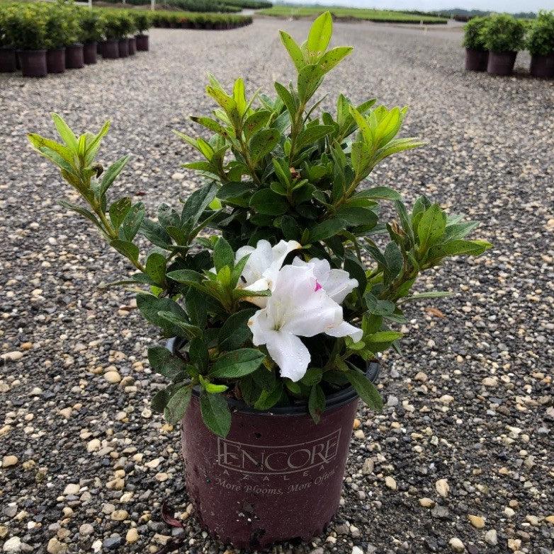 Azalea, Encore Autumn Lily Azalea - Image 5