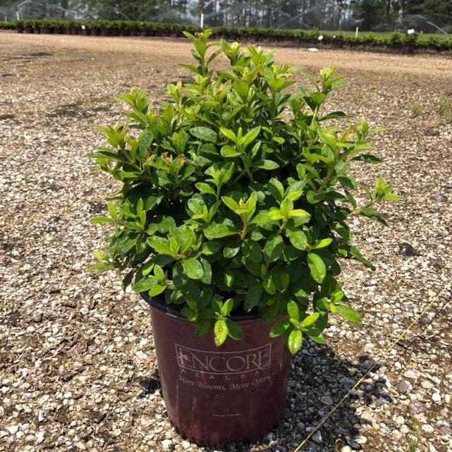 Azalea, Encore Autumn Lily Azalea - Image 6