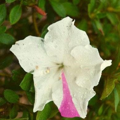 Azalea, Encore Autumn Lily Azalea - Image 8