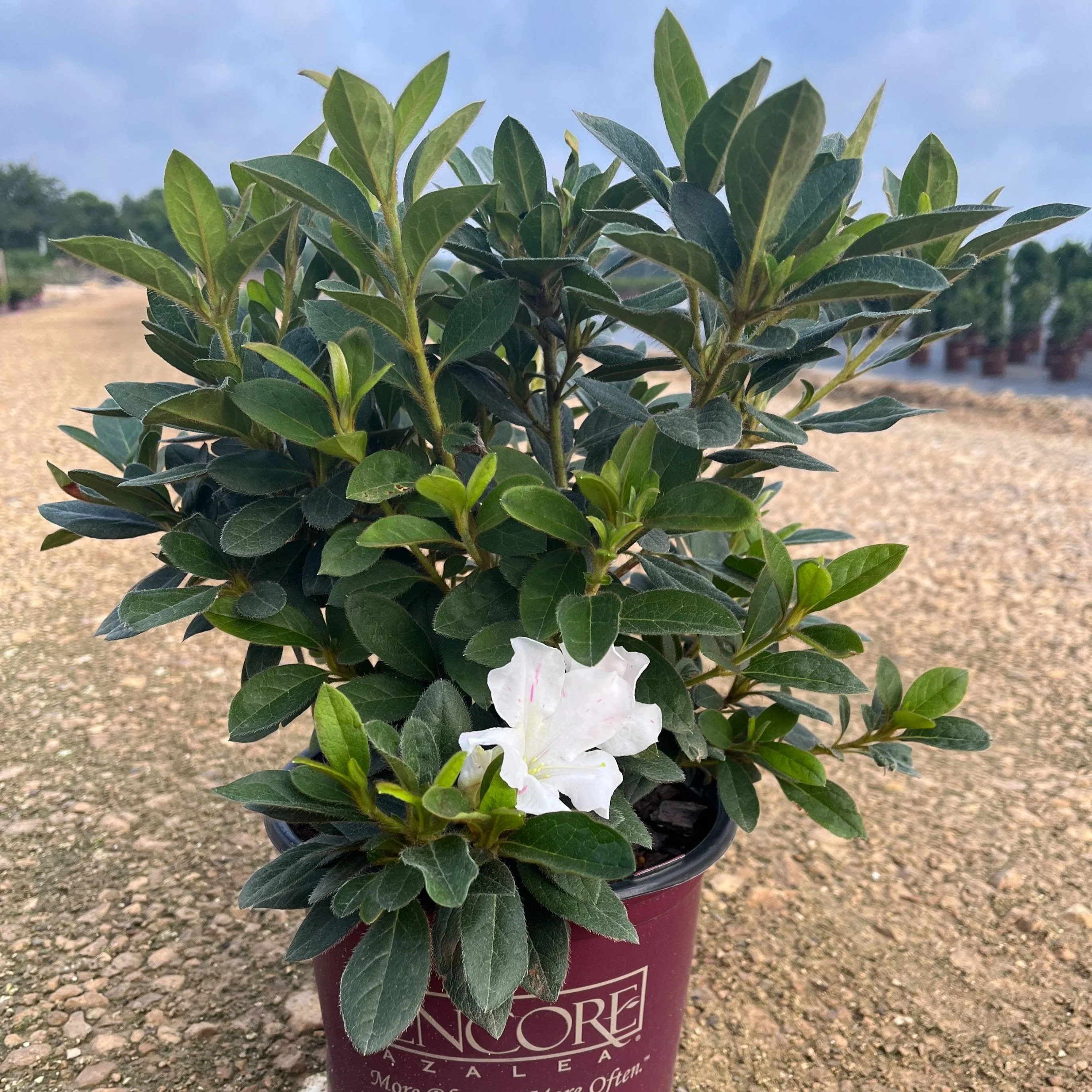 Azalea, Encore Autumn Lily Azalea - Image 9