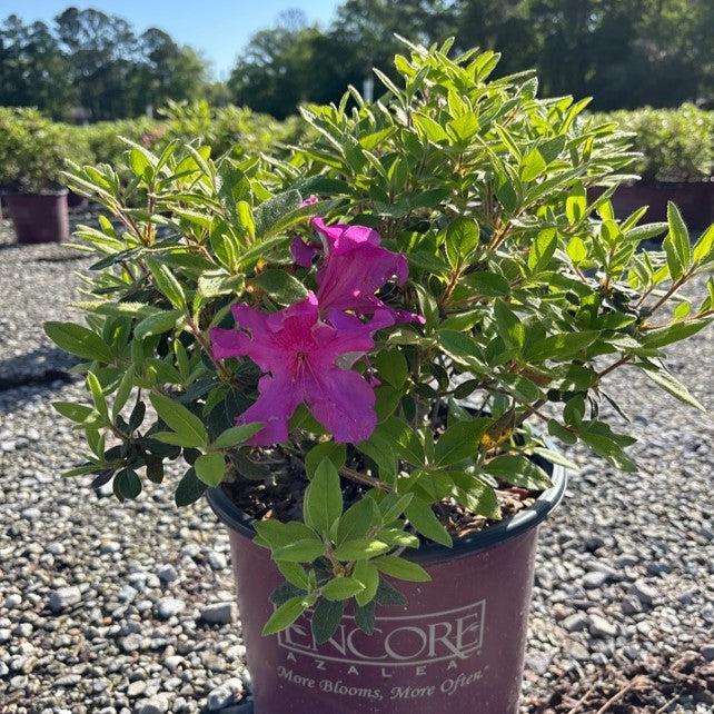 Azalea, Encore Autumn Sangria Azalea - Image 3