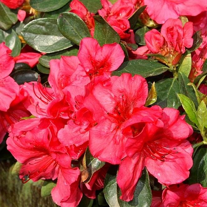 Azalea, Girard's Crimson Azalea - Image 3