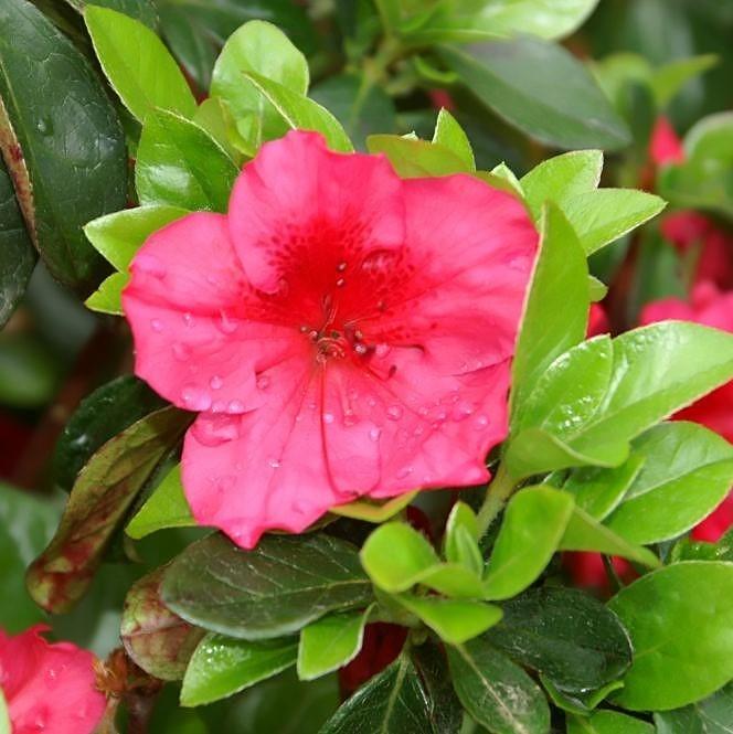 Azalea, Girard's Crimson Azalea - Image 4