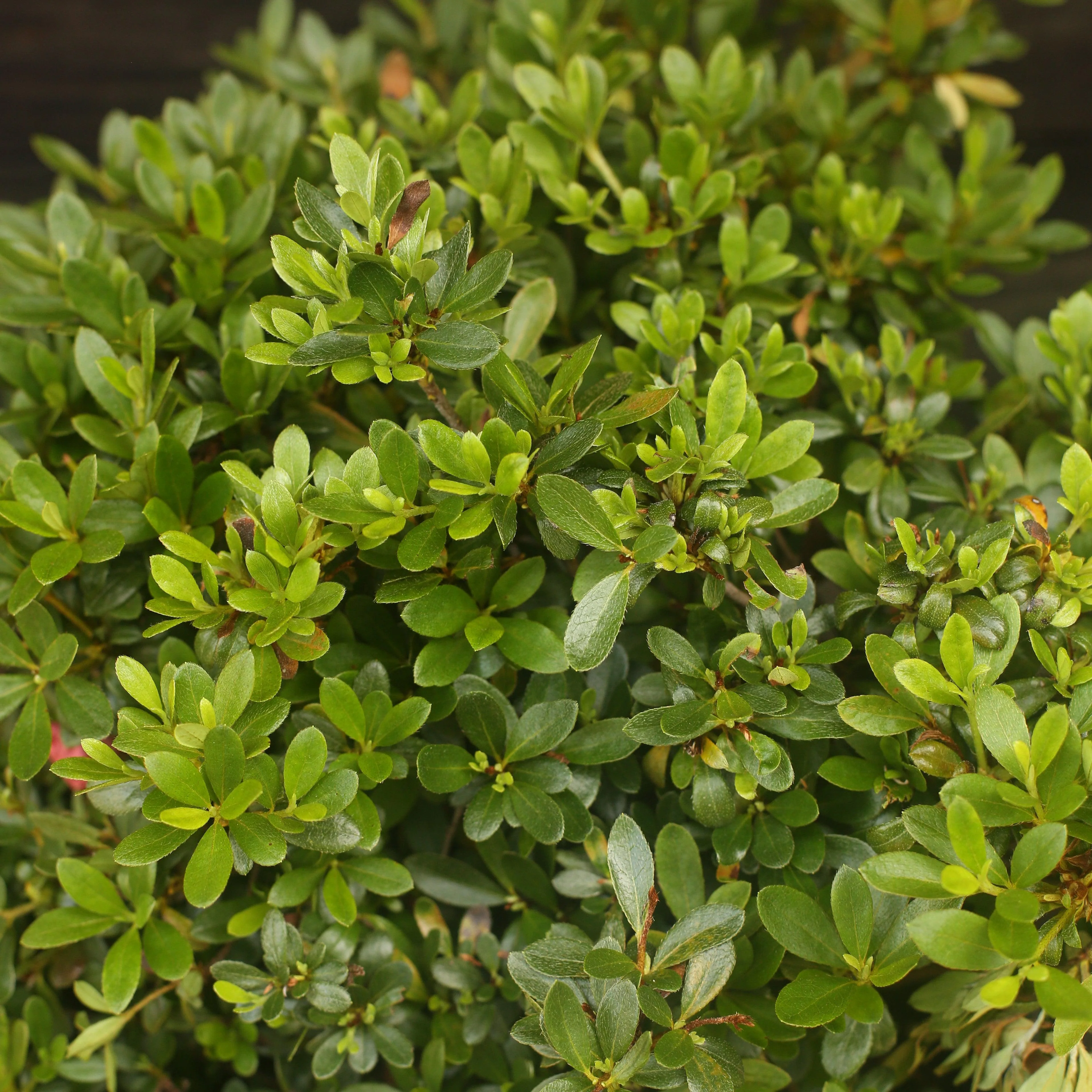 Azalea, Gumpo Pink Azalea - Image 3