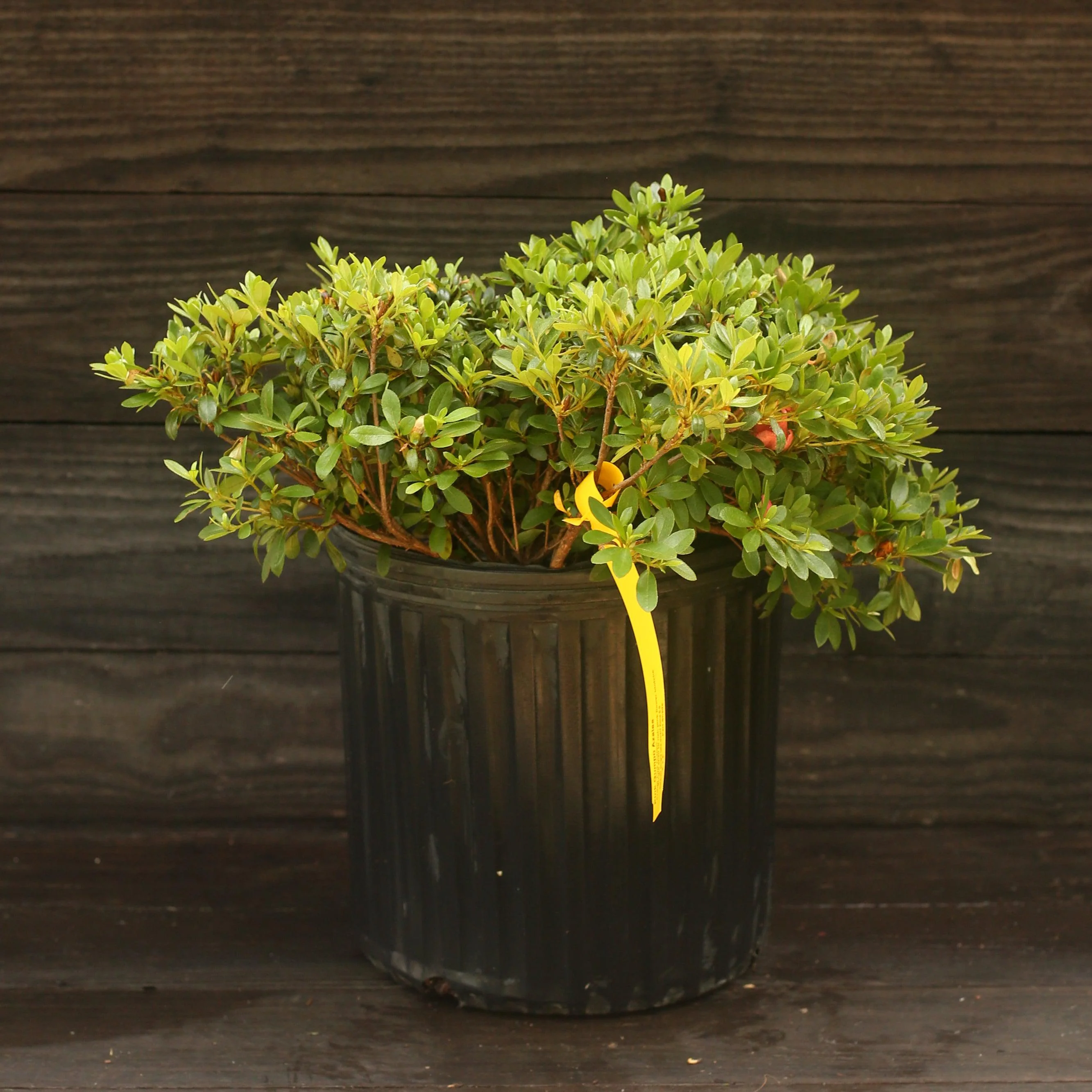 Azalea, Gumpo Pink Azalea - Image 4