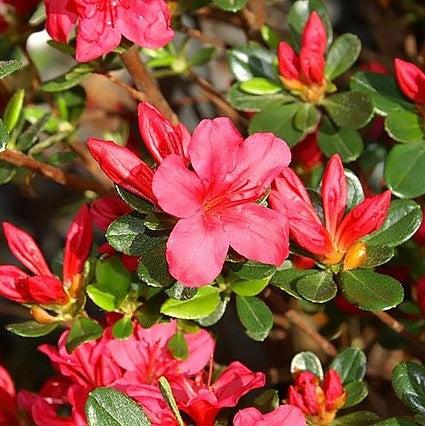 Azalea, Hino Crimson Azalea - Image 2