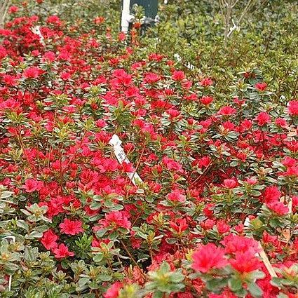Azalea, Hino Crimson Azalea - Image 3