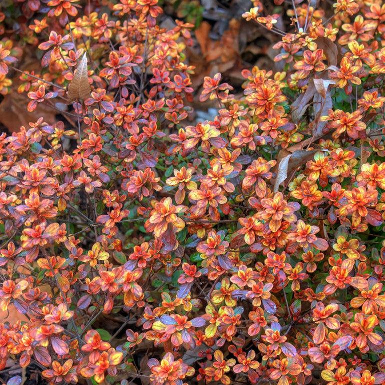 Azalea, Hino Crimson Azalea - Image 4