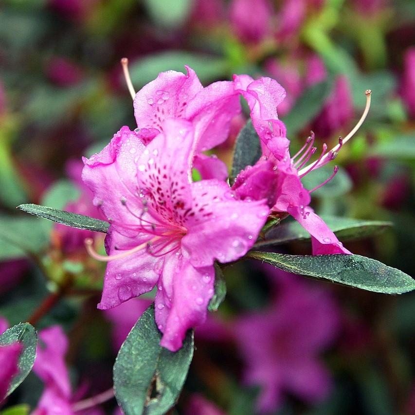 Azalea, Karen Azalea - Image 3