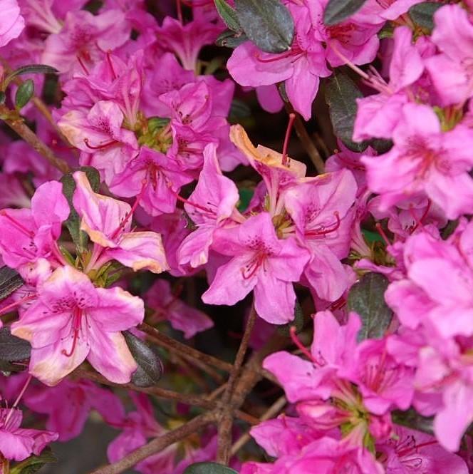 Azalea, Karen Azalea - Image 4