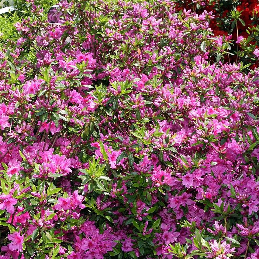 Azalea, Karen Azalea - Image 5