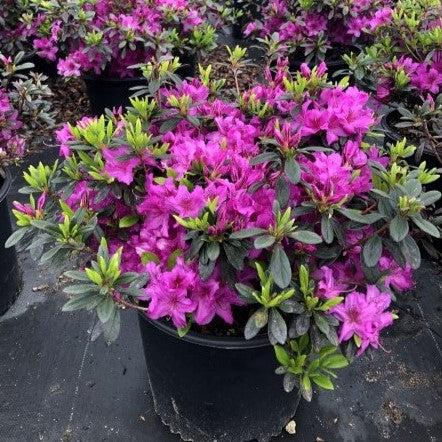 Azalea, Karen Azalea - Image 6