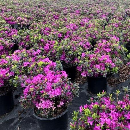 Azalea, Karen Azalea - Image 7