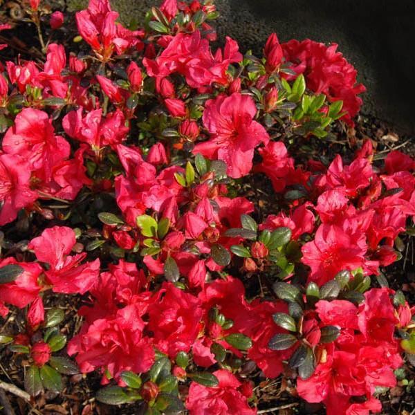Azalea, Johanna Azalea - Image 2