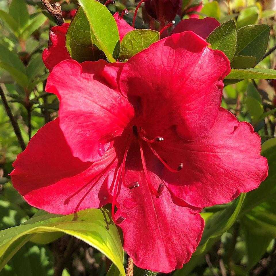 Azalea, Johanna Azalea - Image 3