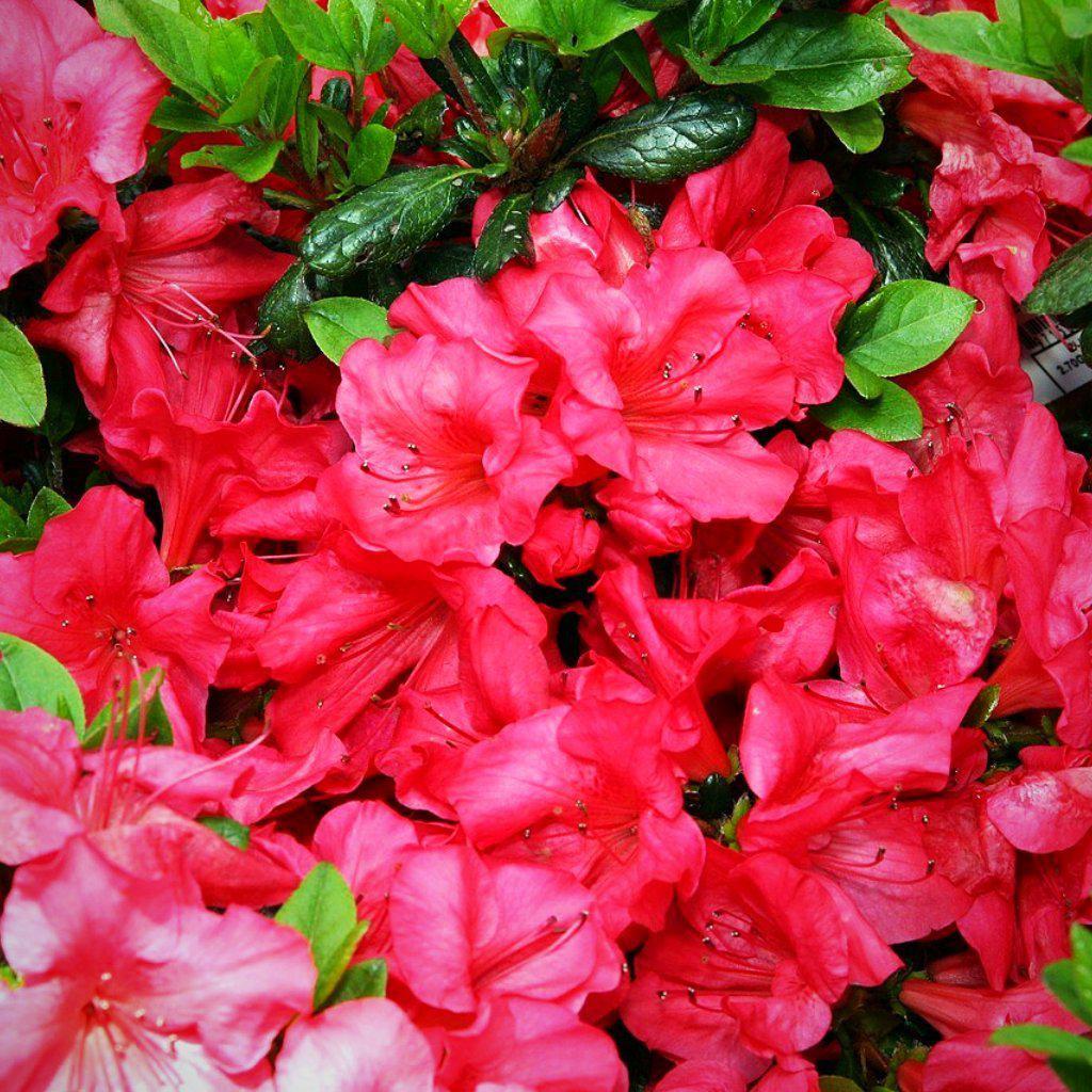 Azalea, Johanna Azalea - Image 4