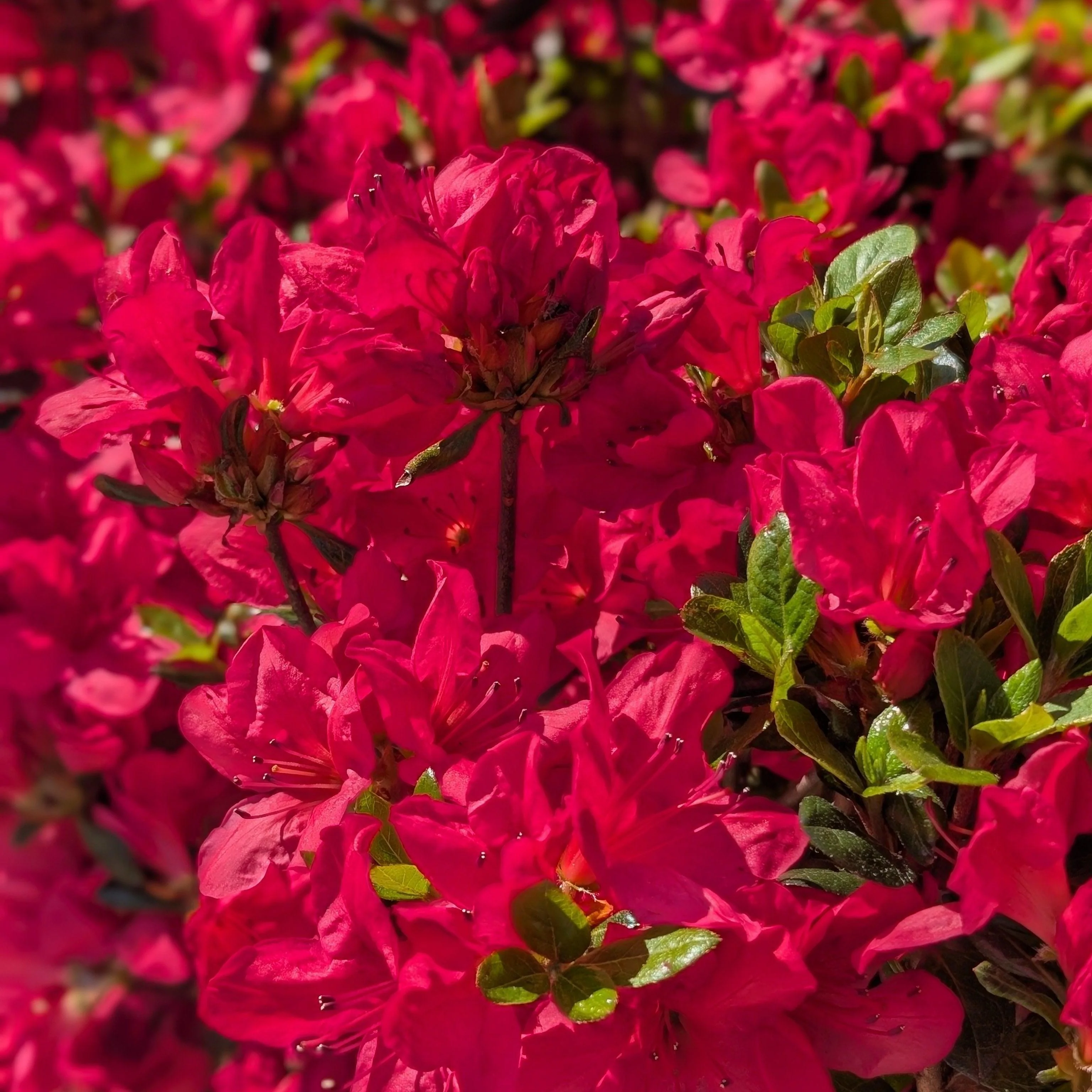 Azalea, Johanna Azalea - Image 5