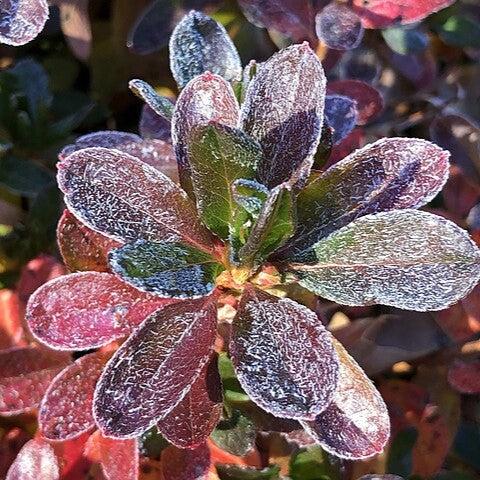 Azalea, Girard's Fuchsia Azalea - Image 3