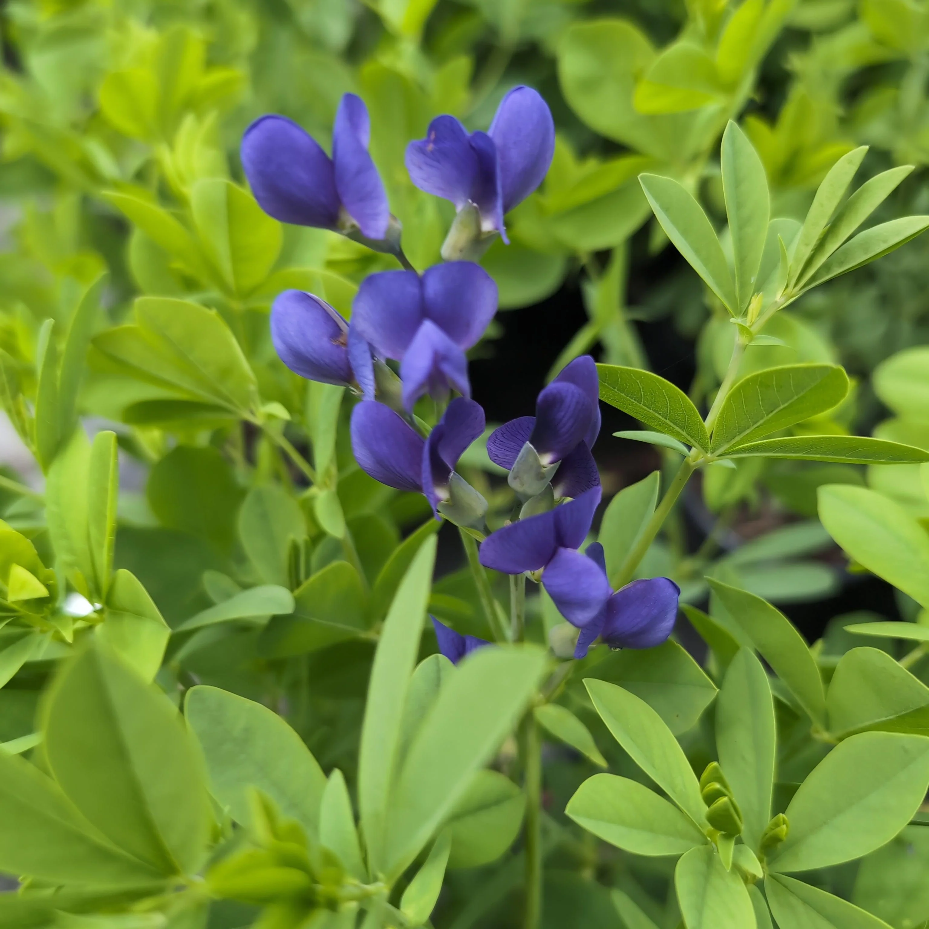 Baptisia, Blue False Indigo - Image 7