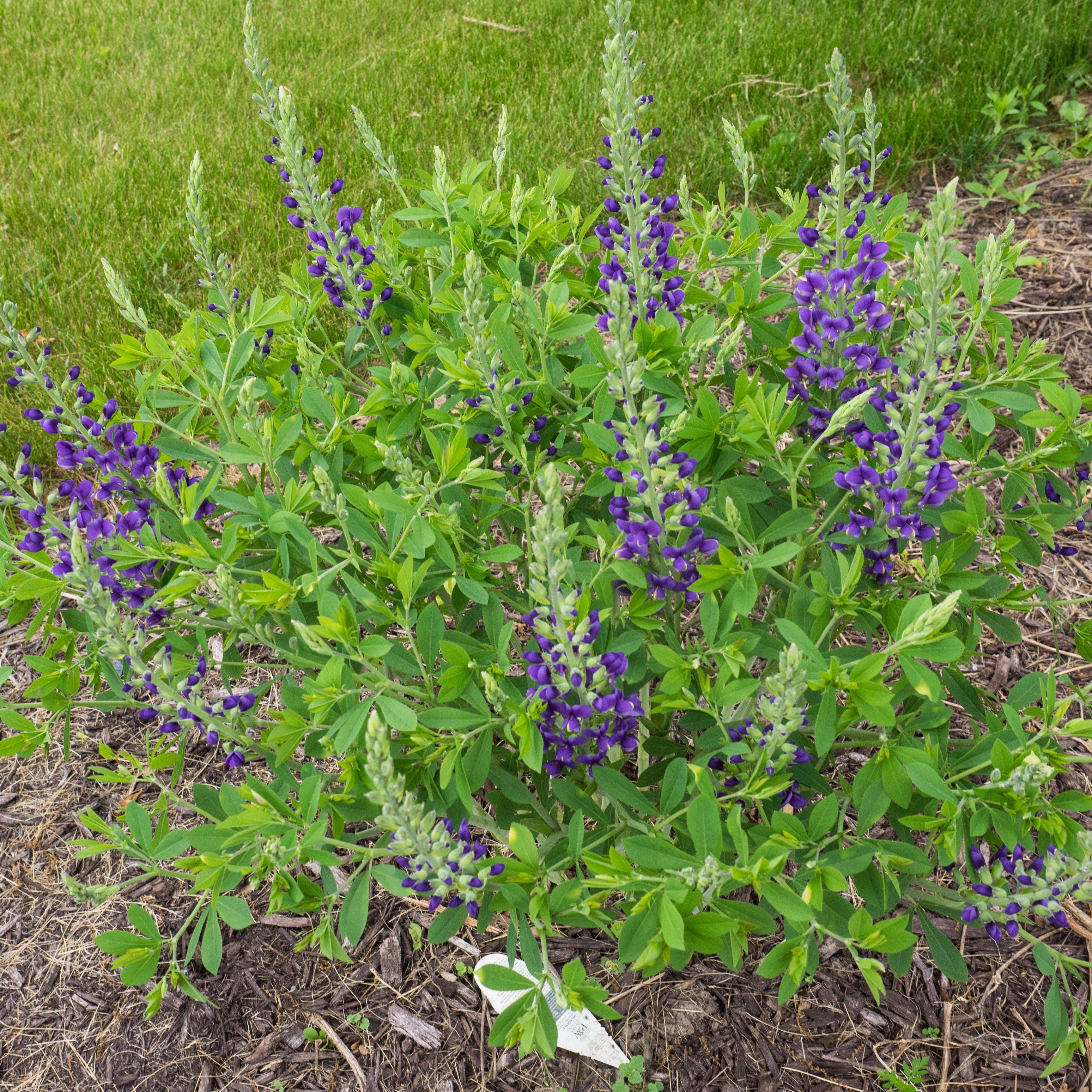 Baptisia, Decadence® Blueberry Sundae False Indigo - Image 4