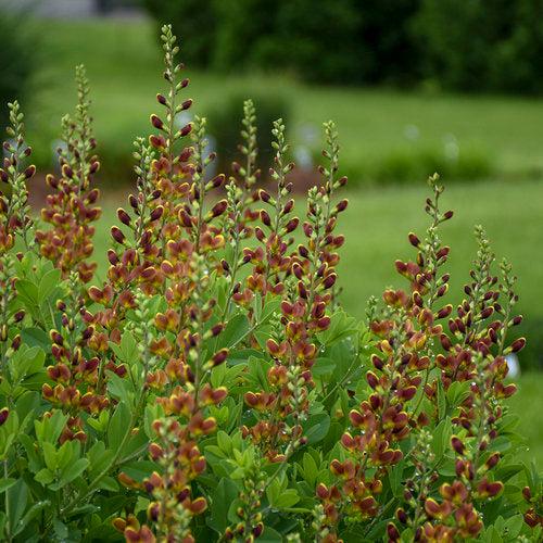 Baptisia, Decadence® Cherries Jubilee Baptisia - Image 3