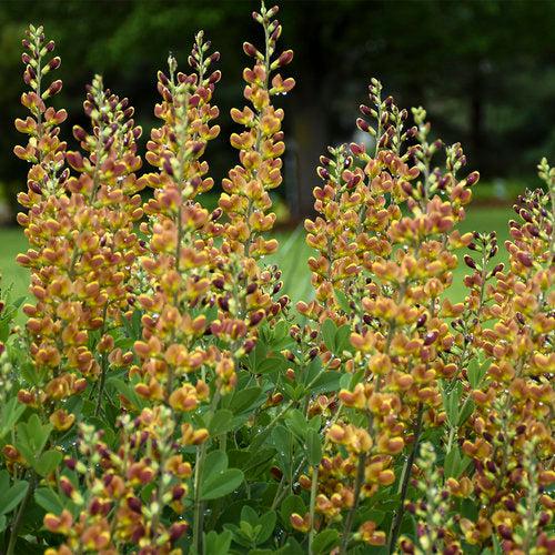 Baptisia, Decadence® Cherries Jubilee Baptisia - Image 4