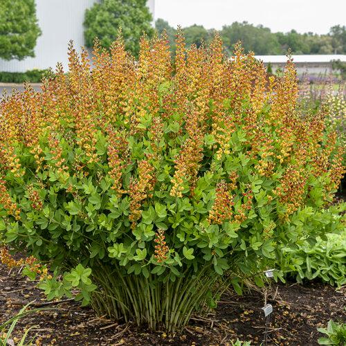 Baptisia, Decadence® Cherries Jubilee Baptisia - Image 5