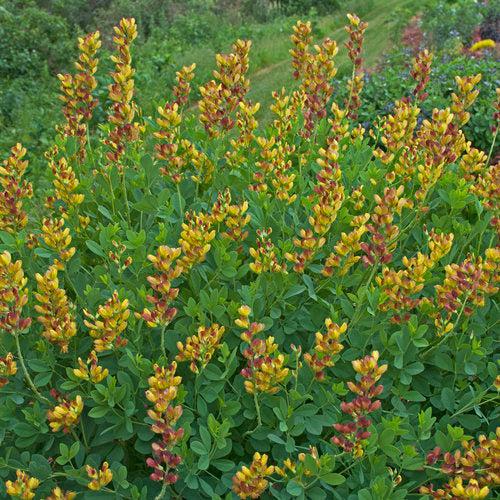 Baptisia, Decadence® Cherries Jubilee Baptisia - Image 6