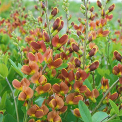 Baptisia, Decadence® Cherries Jubilee Baptisia - Image 7