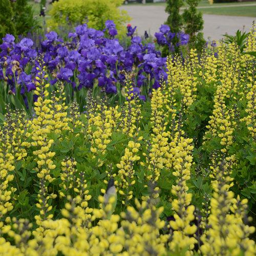 Baptisia, Decadence® Lemon Meringue Baptisia - Image 3